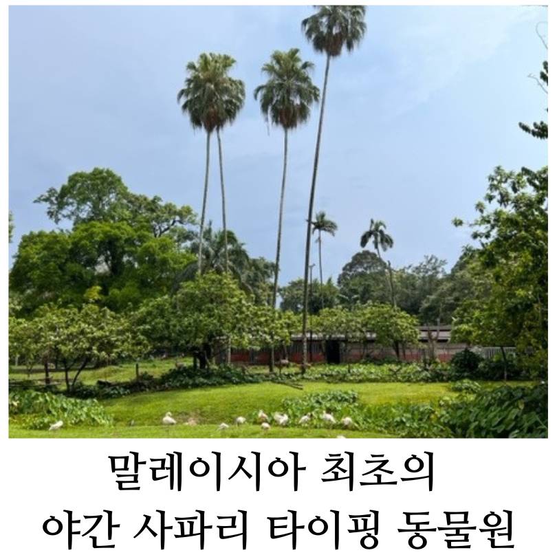 말레이시아 최초의 야간 동물원 타이핑 동물원 (TAIPING ZOO) 후기 2023