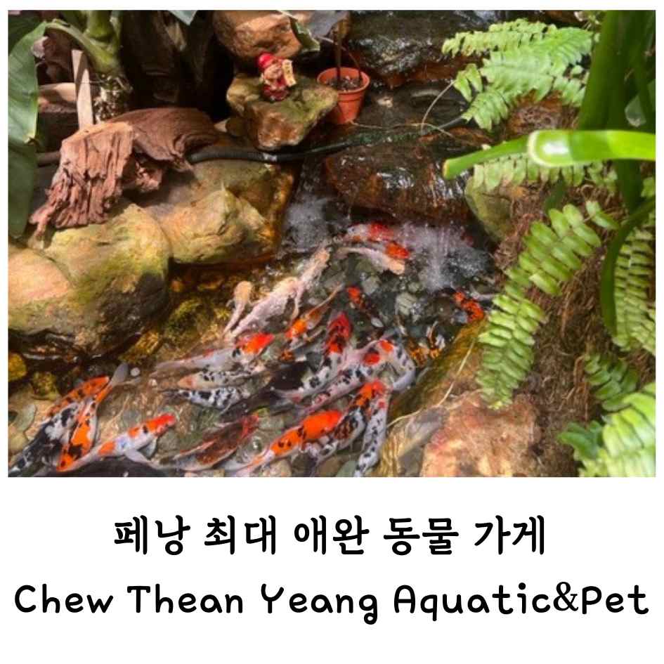 페낭 최대 애완동물 가게 Chew Thean Yeang Aquatic&Pet