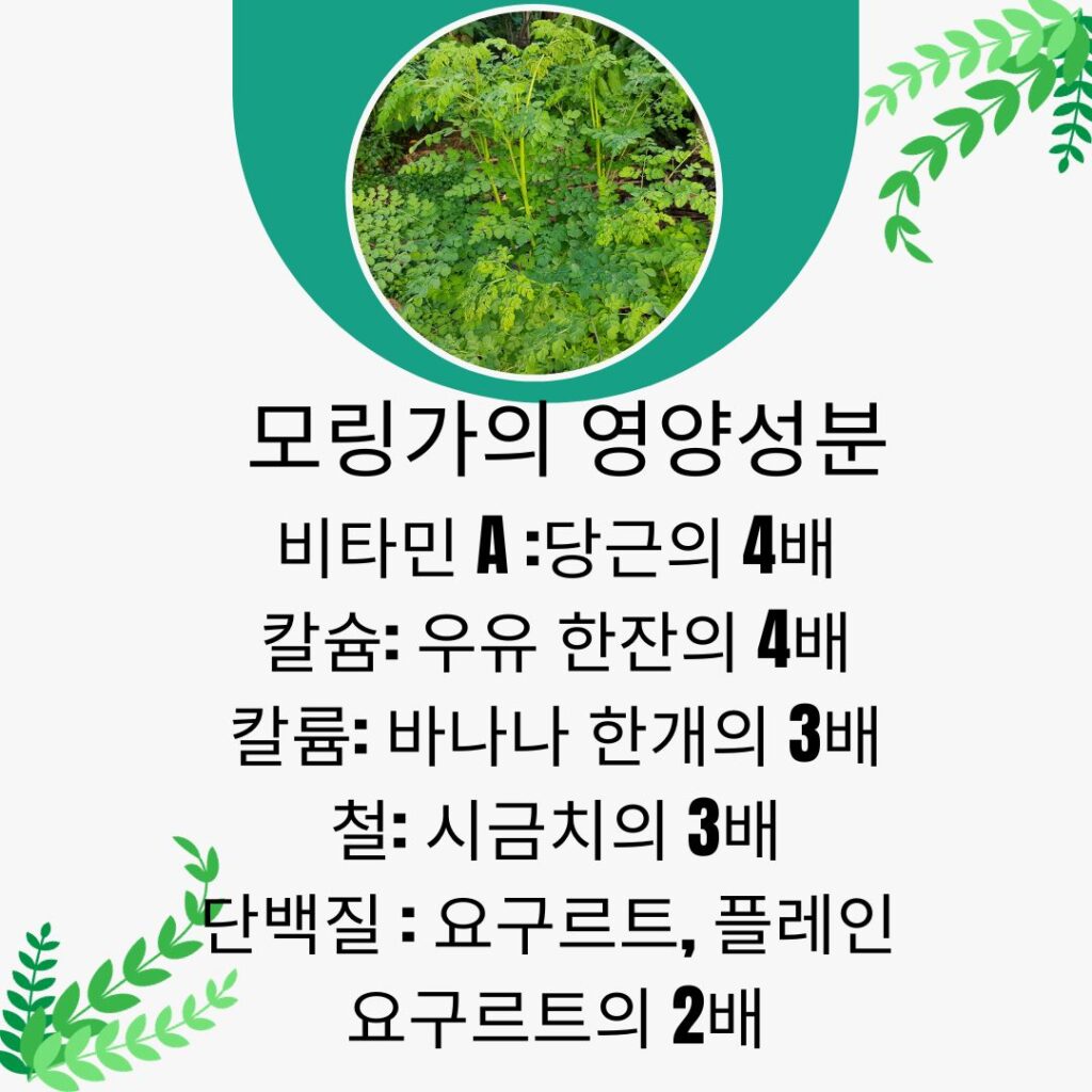 모링가 효능 및 부작용
